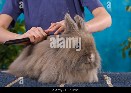 Kämmen das Fell ein Angorakaninchen Mädchen Stockfoto