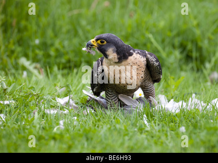 Wanderfalke (Falco Peregrinus) zupfen Taube Stockfoto