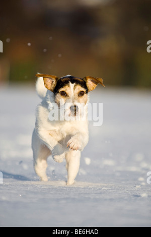 Parson Russell Terrier laufen im Schnee Stockfoto