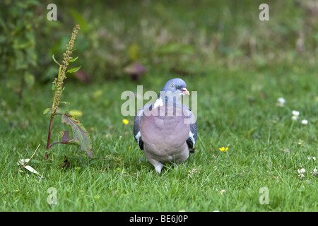 Holz - Taube Columba Palumbus Wiese Gras Stockfoto
