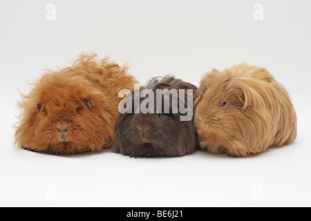 3 Meerschweinchen sitzt neben jedem anderen, Ingwer Texel auf der linken Seite, 3 Jahre alt, Weiblich, Schokolade Sheltie in der Mitte, ein y Stockfoto