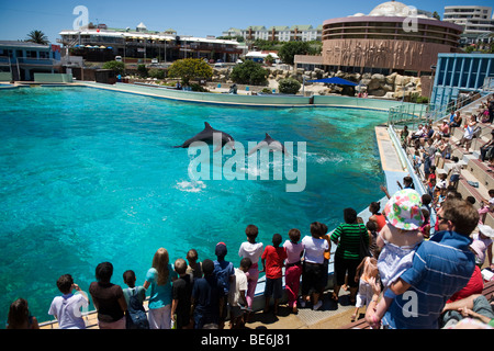 Delphin-Show, Ozeanarium, Bayworld, Port Elizabeth, Südafrika Stockfoto