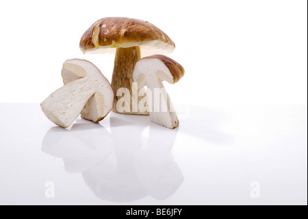 Steinpilze (Boletus) Stockfoto