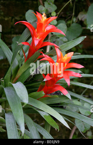 Bromelie, Guzmanie "Orangenlimonade", Bromeliaceae, Arizona, Kalifornien, Florida, Hawaii, USA Nordamerika Stockfoto