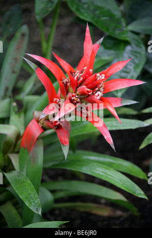 Bromelie, Guzmanie "Orangenlimonade", Bromeliaceae, Arizona, Kalifornien, Florida, Hawaii, USA Nordamerika Stockfoto