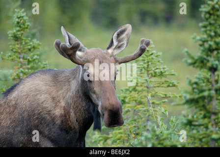 Junger Stier Elch-Alces Alces, Denali-Nationalpark, Alaska Stockfoto