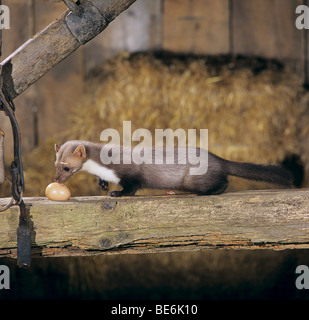 Steinmarder, Buchenmarder (Martes foina) mit Hühnerei. Deutschland Stockfoto