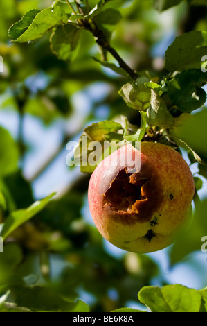 Fauler Apfel Stockfoto