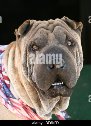 Shar-Pei Hund, portrait Stockfoto