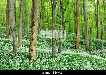 Buchenwald mit einem blühenden Bärlauch (Allium Ursinum), Deutschland, Europa Stockfoto