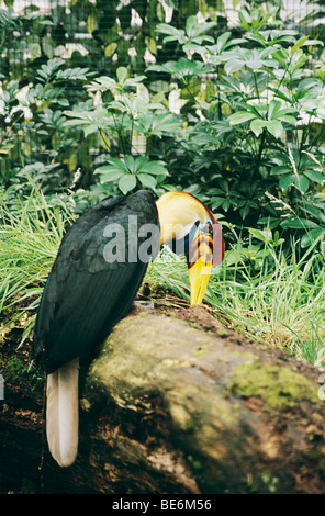 Genoppt Hornbill auf Baumstamm sitzend / Aceros Cassidix Stockfoto