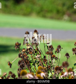 Eine amerikanische Stieglitz Zuchtjahr Tristis thront auf einem herbstlichen Sonnenhut Essen Samen. Stockfoto