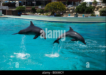 Delphin-Show, Ozeanarium, Bayworld, Port Elizabeth, Südafrika Stockfoto