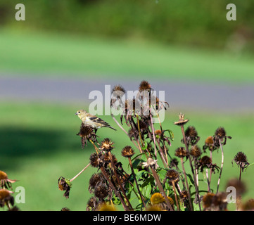 Eine amerikanische Stieglitz Zuchtjahr Tristis thront auf einem herbstlichen Sonnenhut Essen Samen. Stockfoto