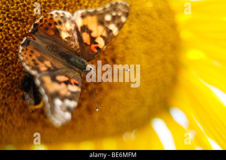 Distelfalter (Vanessa Cardui SY: Cynthia Cardui) und Hummel auf Sonnenblume Stockfoto