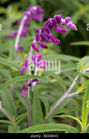 Mexikanische Bush Salbei, Salvia Leucantha, Lamiaceae, zentralen und östlichen Mexiko, Nordamerika. Stockfoto