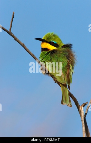Eine kleine Bienenfresser (Merops percivali) in das Okavango Delta in Botswana Stockfoto
