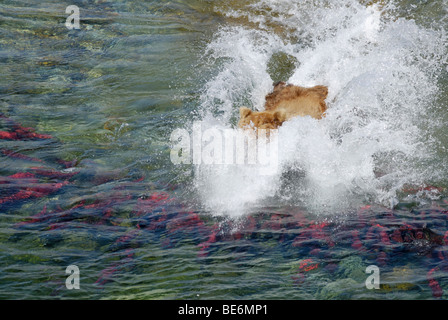 Brauner Bär (Grizzlybär), Ursus Arctos Horribilis, Longieren für Sockeye Lachs, Katmai Nationalpark und Reservat Stockfoto