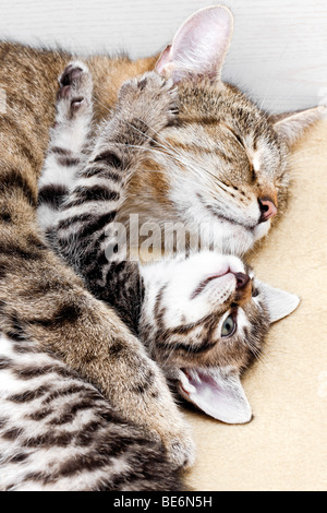 Katze mit Kätzchen, 5 Wochen alt Stockfoto