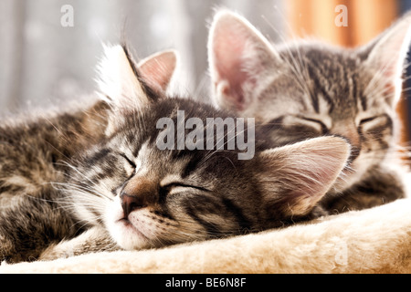 Kätzchen schlafen, 6 Wochen alt Stockfoto