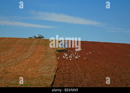 Herbst Pflügen in einem Feld in Cannington, Somerset, England, UK Stockfoto