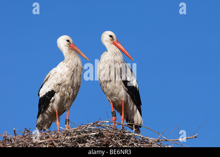 uropäischen Weißstorch (Ciconia Ciconia), paar auf Nest stehend. Stockfoto