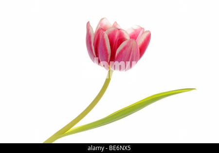 Tulpe (Tulipa) Stockfoto