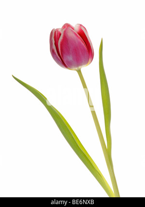Tulpe (Tulipa) Stockfoto