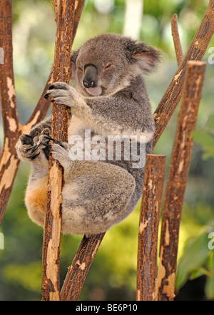 Koala (Phascolarctos Cinereus) im Eukalyptus-Baum (Eukalyptus), Queensland, Australien Stockfoto