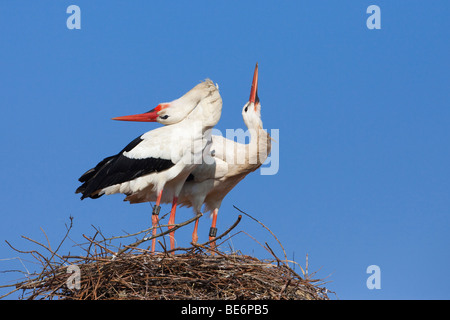 Europäische Weißstorch (Ciconia Ciconia), zwar paar auf Nest stehend Rechnung klappern. Stockfoto