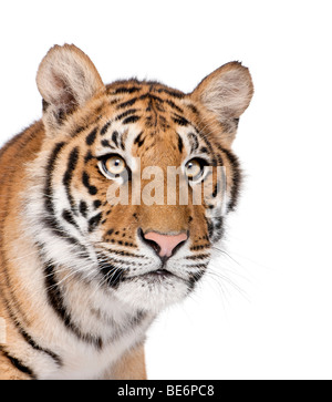 Nahaufnahme der Bengal Tiger, Panthera Tigris Tigris, 1 Jahr alt, vor weißem Hintergrund, Studio gedreht Stockfoto