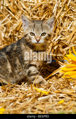 Hauskatze, Kätzchen im Heu Stockfoto