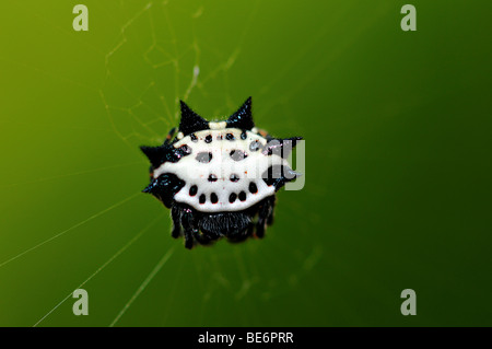 Eine krabbenartige stacheligen Orb Weaver Spider. Stockfoto