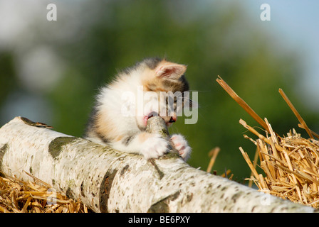 Hauskatze, Kätzchen sitzen auf einem Baumstamm Birke Stockfoto