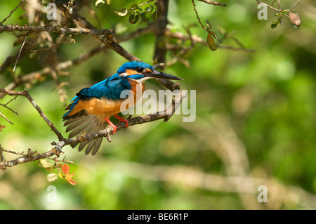 Eisvogel Sri lanka Stockfoto