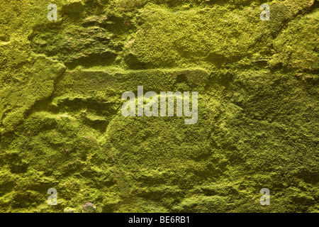 alte Steinmauer Moos bedeckt, St Mathieu Abtei, Bretagne, Frankreich Stockfoto