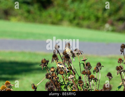 Eine amerikanische Stieglitz Zuchtjahr Tristis thront auf einem herbstlichen Sonnenhut Essen Samen. Stockfoto