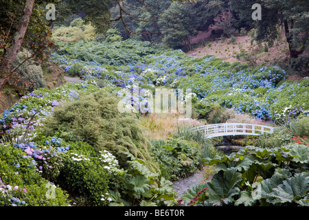 Trebah Garten; Cornwall; im Sommer Stockfoto