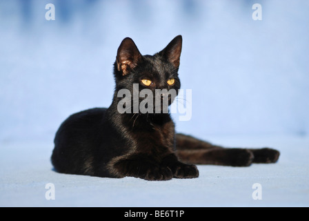 Hauskatze, 14 Wochen, liegend Stockfoto