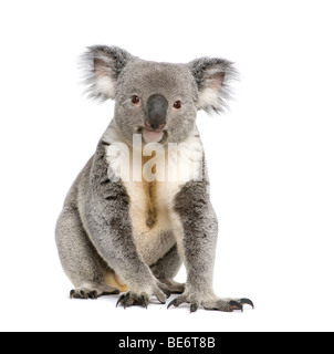 Porträt von männlichen Koalabär, Phascolarctos Cinereus, 3 Jahre alt, vor weißem Hintergrund, Studio gedreht Stockfoto