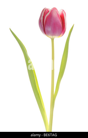 Tulpe (Tulipa) Stockfoto