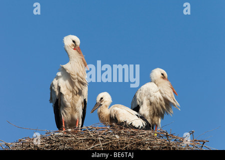 Europäische Weißstorch (Ciconia Ciconia). Paar mit Küken im Nest. Stockfoto