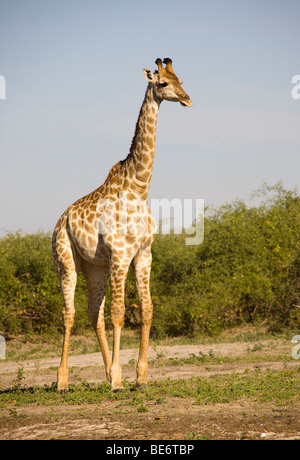 Giraffe (Giraffa Plancius), Chobe Nationalpark, Botswana, Afrika Stockfoto