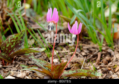 Des Hundes Zahn violett (Erythronium Dens-Canis) Stockfoto