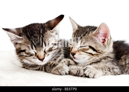 Schlafen Kätzchen, 7 Wochen alt Stockfoto
