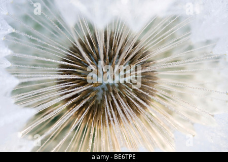 Löwenzahn (Taraxacum Officinale), Makro Stockfoto