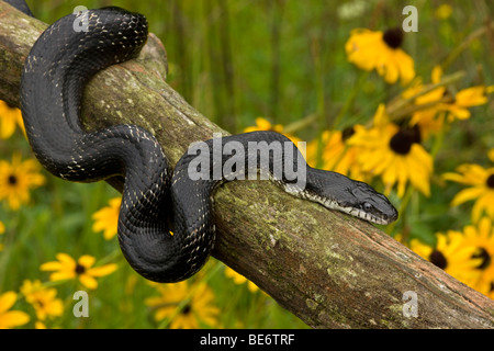 Östlichen Ratsnake (bieten Alleganiensis) auch bekannt als schwarze Ratsnake (bieten Obsoleta) - New York - USA Stockfoto