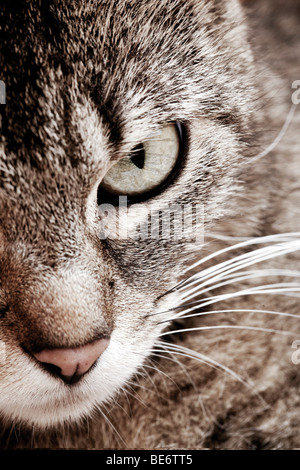 Katze, Auge Stockfoto