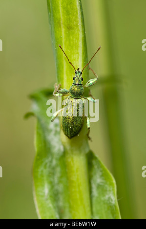 Brennnessel Rüsselkäfer (Phyllobius Pomaceus), Frauensee, Kramsach, Tirol, Österreich, Europa Stockfoto