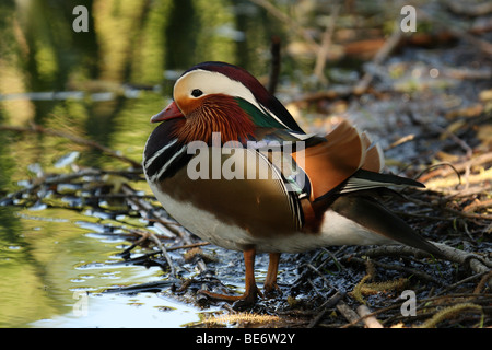 Bunte braun/grün männliche Mandarinente (Aix galericulata) Stand am Ufer des Teiches im Schatten am Ham, Richmond-upon-Thames, Surrey, Vereinigtes Königreich Stockfoto